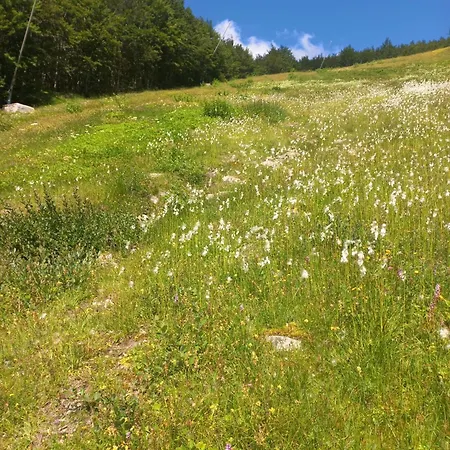 Lo Scoiattolo E Il Ghiro Fiumalbo