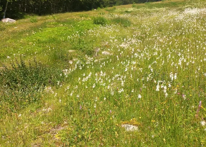 Lo Scoiattolo E Il Ghiro Fiumalbo